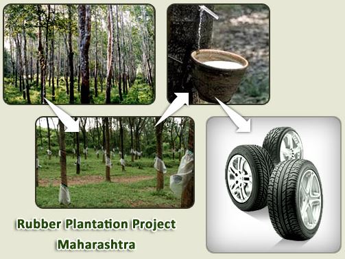 Rubber Plantation